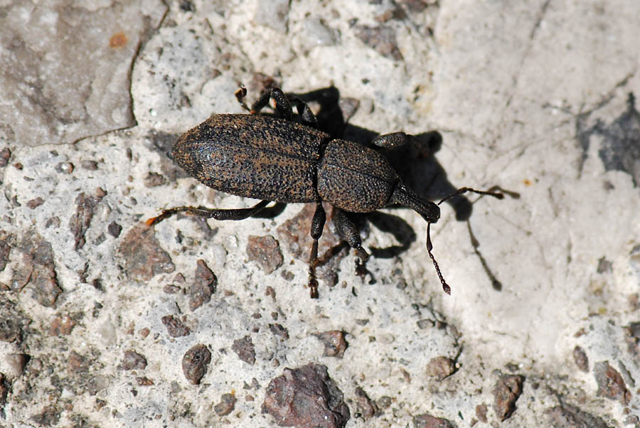 Curculionidae: Neoplinthus tigratus (ssp. ?)